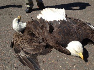 Two Bald Eagles In Airport Brawl